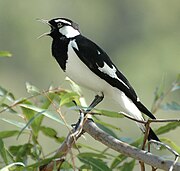 Grallina cyanoleuca