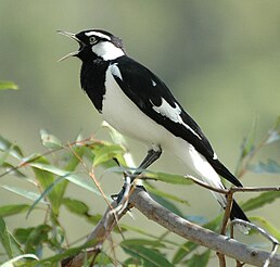 Скунда австралійська (Grallina cyanoleuca)