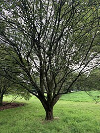 Tree at Royal Botanic Gardens, Kew