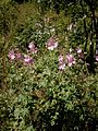 Malva alcea