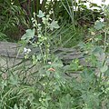 Inflorescence, distant