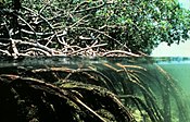 that mangrove swamps protect coastal areas from erosion?