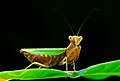 Mantis Ephestiasula sp