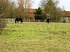 Marden Meadow