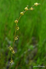 Knappsäv Triglochin palustre (T. palustris)