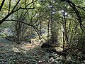 Hummelbach fließt durch Erlenbruchwald