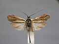 Nemophora prodigella (Adelinae)