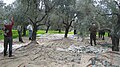 The Olive Fruit Harvest.