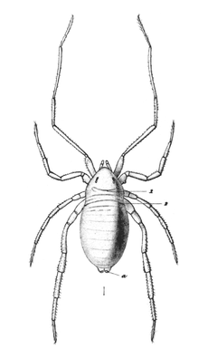 Opilioacarus segmentatus