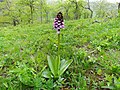 Purpur-Knabenkraut (Orchis purpurea)