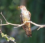 Oriental cuckoo in Cairns, Queensland, Australia
