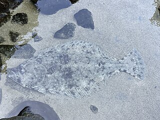 Specimen at Joetsu Aquarium