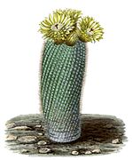 Parodia scopa