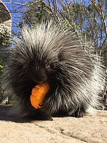 Porcupine with a pumpkin