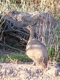 Tinamou élégant (copetona) à Nacuñán en 2011