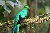 Male resplendent quetzal