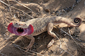 Ушастая круглоголовка (Phrynocephalus mystaceus)