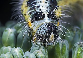 Tête de la chenille.