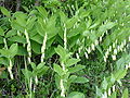 Polygonatum odoratum Sceau de Salomon odorant