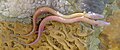 Image 40The olm's blood makes it appear pink. (from Animal coloration)