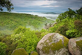 A forest habitat near Strandzha Nature Park, southeastern Bulgaria