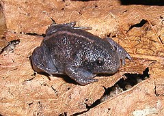 Description de l'image Rhinophrynus dorsalis.jpg.