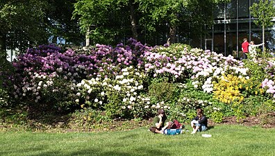 Rhododendronbuskarna