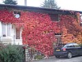 Le haut de Roissiat en automne.