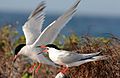 Late in the breeding season, the bill base on S. d. dougallii turns red. Puerto Rico.