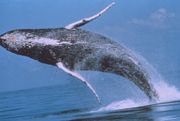 Baleine à bosse en plein saut