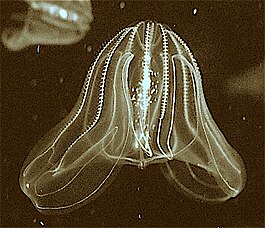 The bioluminescence sea walnut has a transient anus[39] which forms only when it needs to defecate