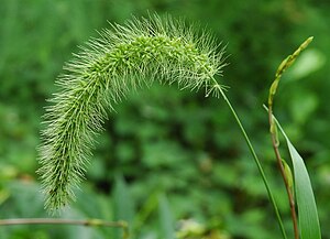 강아지풀(Setaria viridis)