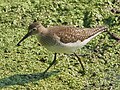 Solitary Sandpiper