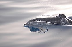 Fotograferad på La Gomera.