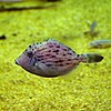 The threadsail filefish (Stephanolepis cirrhifer)