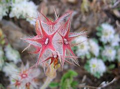 Trifolium stellatum