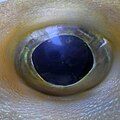 Eye