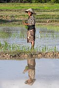 Отражение в воде улыбающейся женщины, сажающей рис