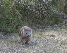 Wombat