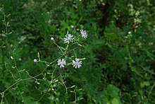 Woodland lettuce (Lactuca floridana)