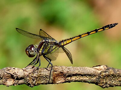 Juvenile male