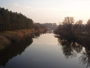 Тетерів на околиці Коростишева, сутінки на початку весни, 4 квітня 2009 року