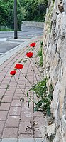 Papaver umbonatum growing on a sidewalk on a street in the city Nesher