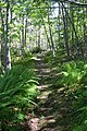 Along the Ben Eoin Trail