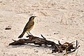 Palm Warbler at Cayo Jutias (Cuba) in February