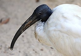 Pharaonenibis