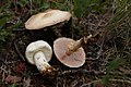 Agaricus silvicola