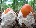 Image 2Amanita jacksonii buttons emerging from their universal veils (from Mushroom)