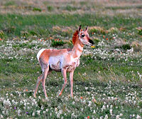 Juvenile fawn in New Mexico