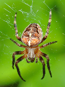 Araneus diadematus, Araneidae